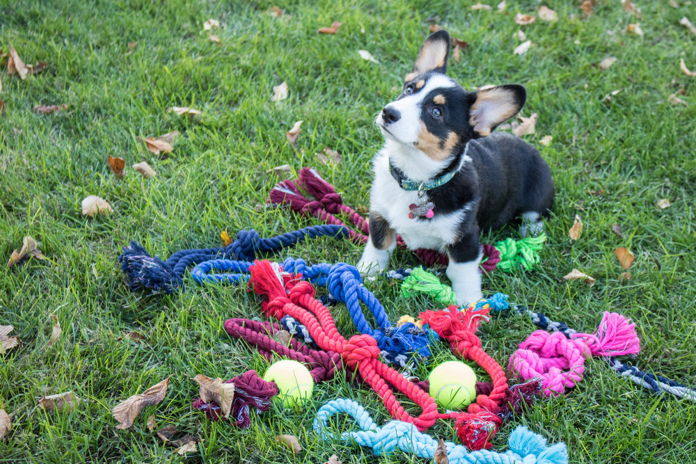 Twisted Cotton Rope Dog Toys