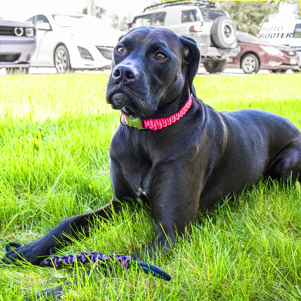 paracord dog collar