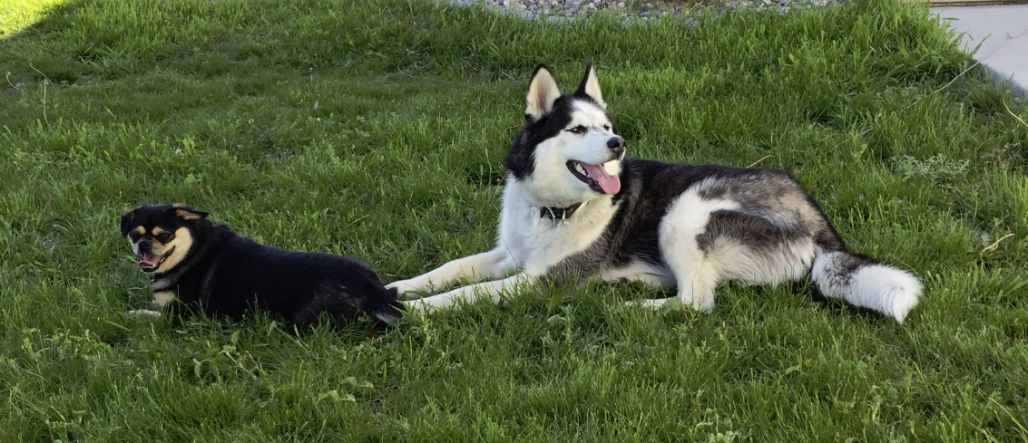 Howie the dog laying in grass