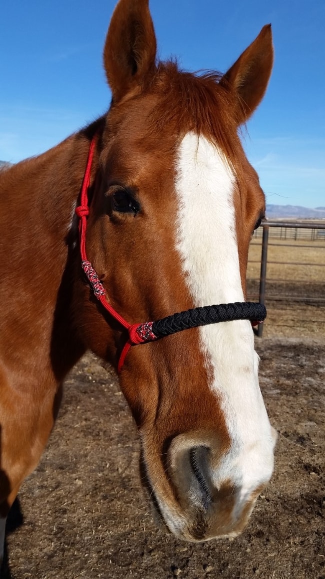 Paracord Horse Halter