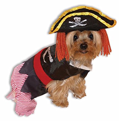 Dog dressed in Pirate Costume