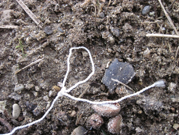 How to Build a Paracord Snare