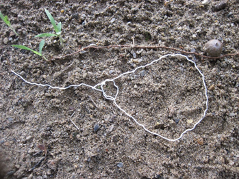 How to Build a Paracord Snare