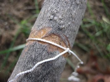 How to Build a Paracord Snare