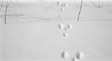 Animal Footprints in Snow